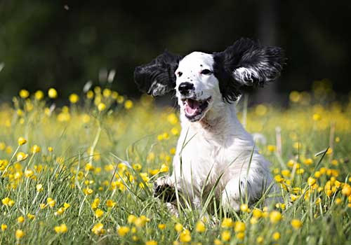 White dog running in a field of yellow flowers