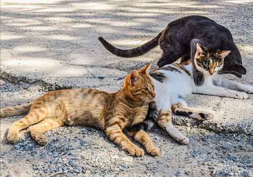 Yellow, calico and brindle feral cats