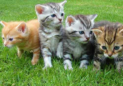 Feral kittens