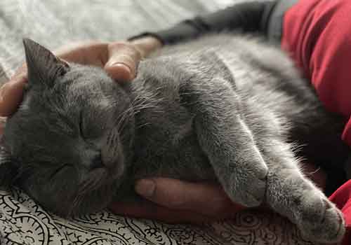 Grey cat sleeping in arms