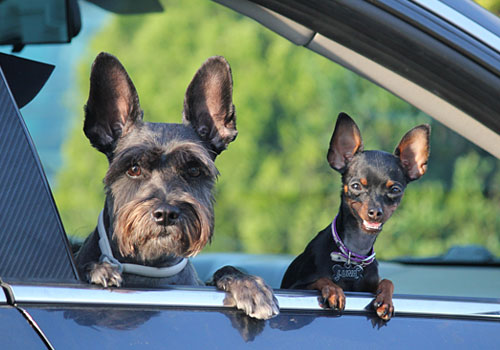 Two dogs enjoying a car ride