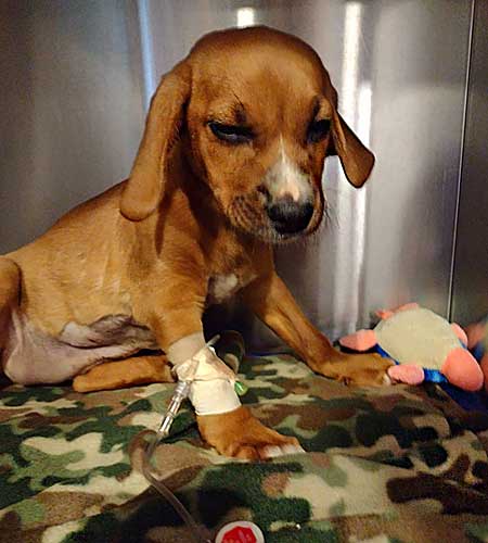 A puppy after surgery