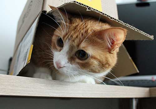 Cat in a moving box