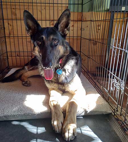 German Shepherd dog in a kennel