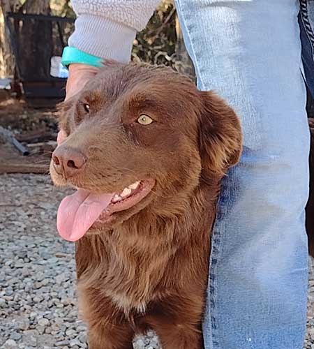 Happy dog next to owner's leg