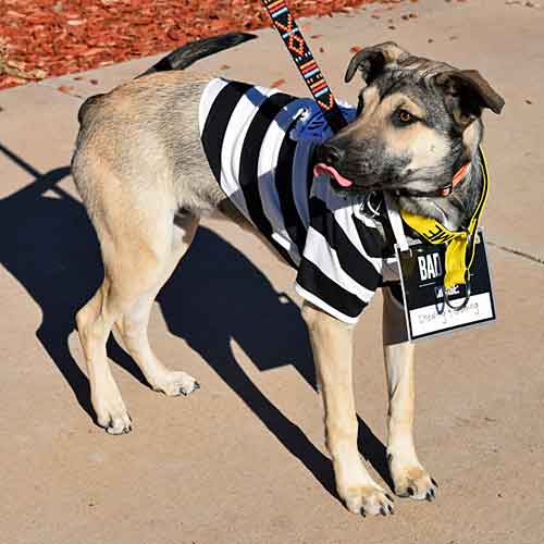 Dog costume Jail Bait