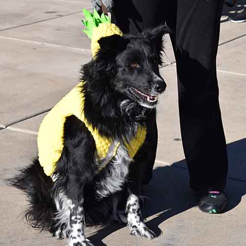 Dog in a Pineapple Costume