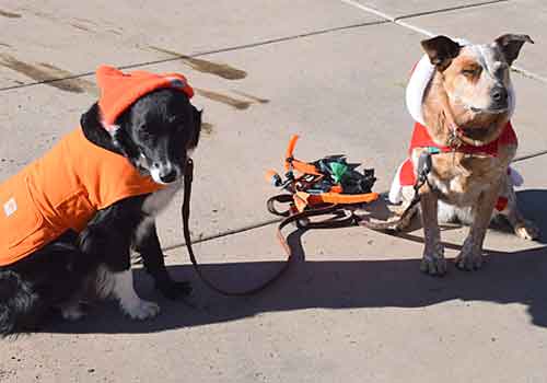 Costumed dogs Pumpkin and Santa