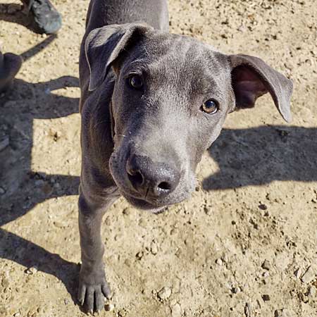 Pup looking up