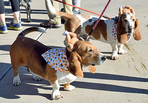 Two basset hounds with turkey hats