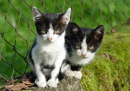 Two black and white kittens sitting near a fence