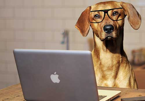 Dog sitting at a computer