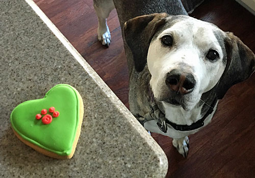 A dog eyeballing a green cookie