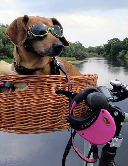Dachshund wearing goggles in a bike basket