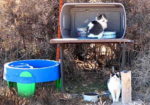 Stray cat 2024 feeding station