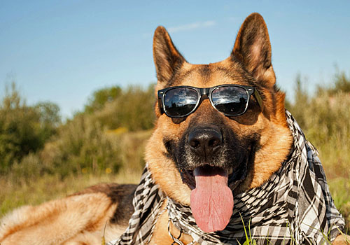 German Shepherd wearing sunglasses