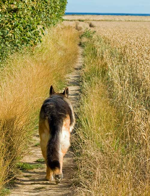 German Shepherd dog trotting home