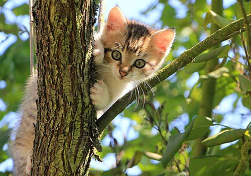 A calico kitten in a tree