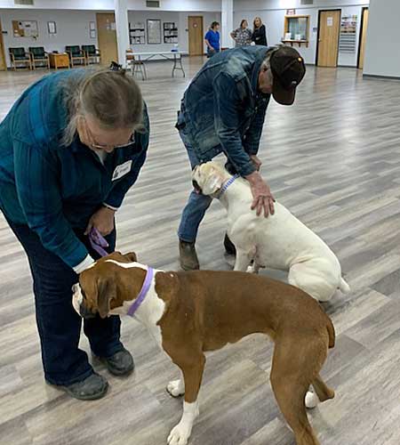 Two dogs taking part in a FPS vaccination clinic