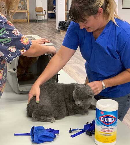 A grey cat being vaccinated at the vaccination clinic