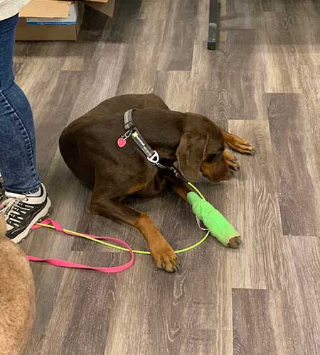 Dog with a green bandaged leg