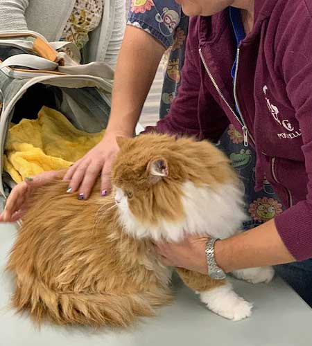 Yellow cat at a vaccination clinic
