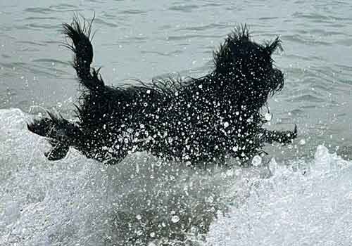 Walter black dog running in water