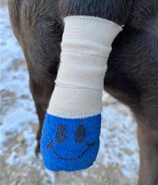 Max's Happy Tail