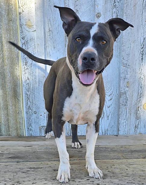 Max is available for adoption!