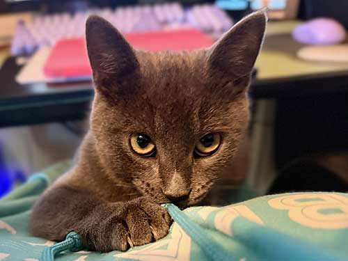 Goose is available for adoption