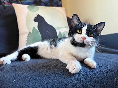 Mucca is available for adoption