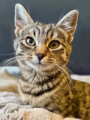 Steve is available for adoption