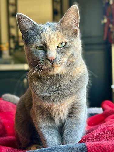 Sushi is available for adoption