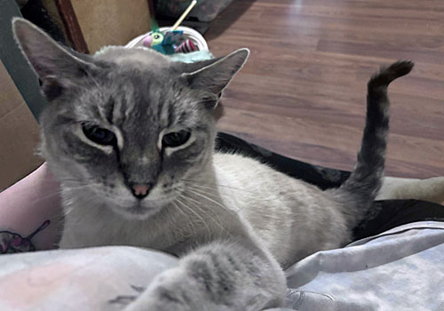 Greybeard is available for adoption