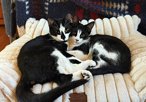 Roman and Monkey are available for adoption